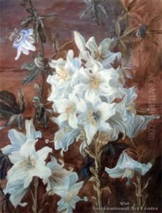 Lillies Lillies