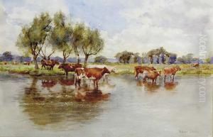 Cattle Watering