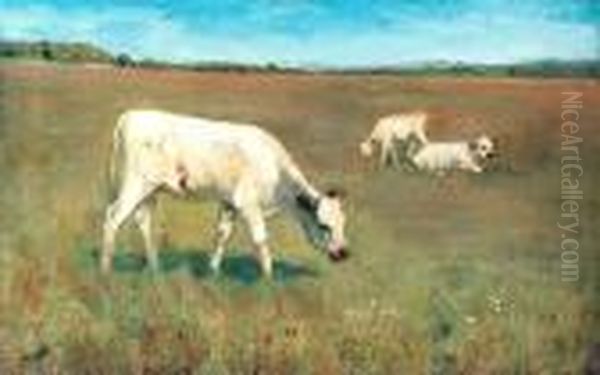 White Calves In A Meadow - view 1
