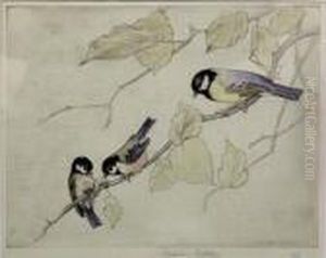 Coal Tit And Great Tit, Hand Coloured Etching