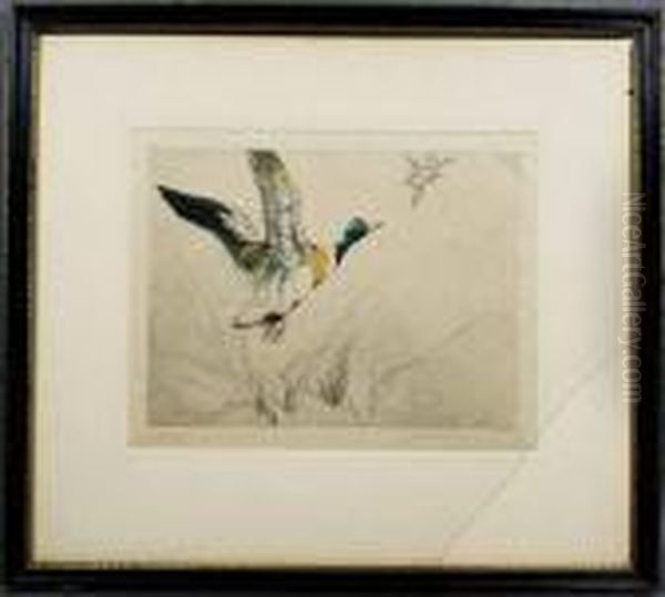 Mallard Duck In Flight - view 1