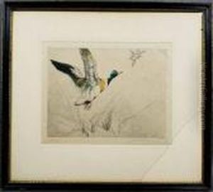 Mallard Duck In Flight