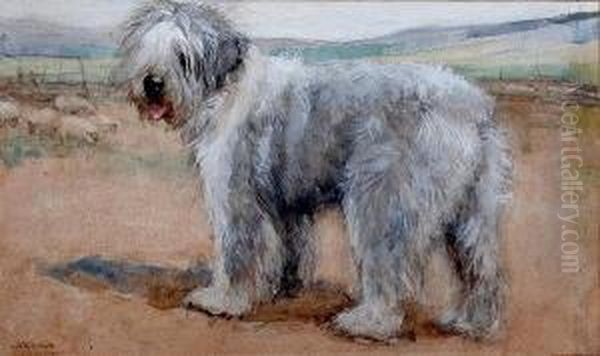 Old English Sheepdog - view 1