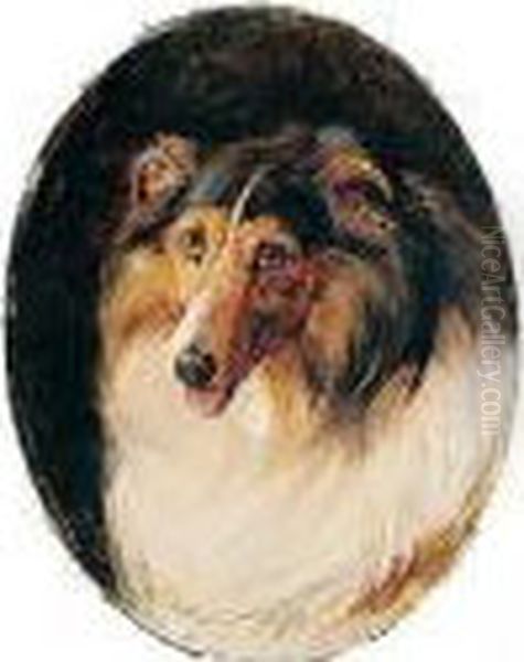 A Favourite Collie Dog - view 1