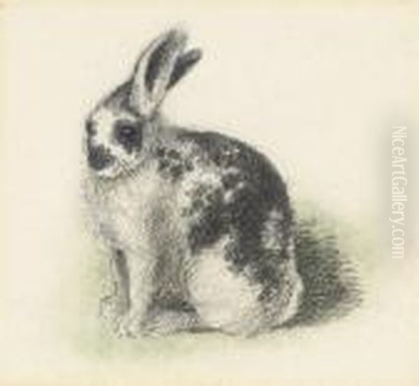 A Piebald Rabbit - view 1