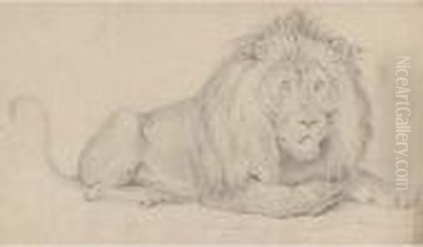 Studies Of Animals - view 1