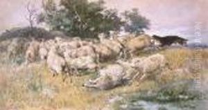 Rounding-up-sheep