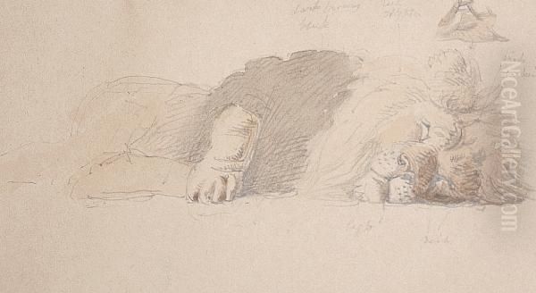 Study Of A Sleeping Lion - view 1