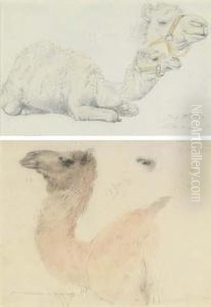 Two Studies Of Camels - view 1