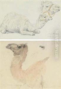 Two Studies Of Camels