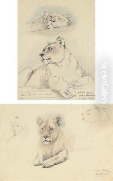 Two Studies Of A Lioness - view 1