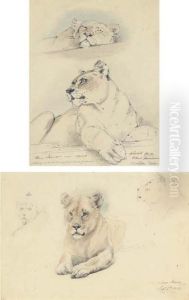 Two Studies Of A Lioness
