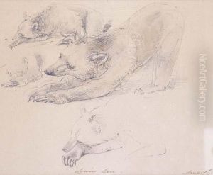 Bear Study