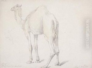 Camel Study Camel Study