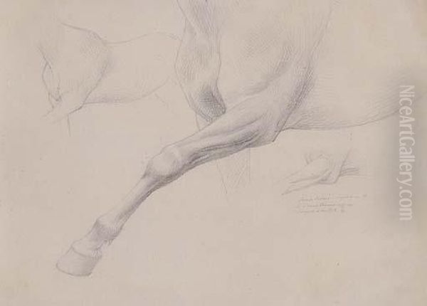 Horse - view 1