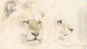 Lion Studies by William Strutt