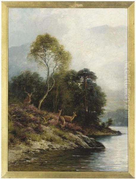 Red Deer Beside A River - view 1