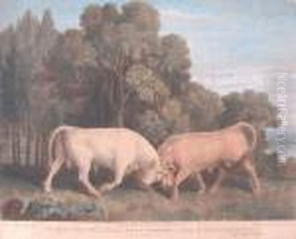 Bulls Fighiting - view 1
