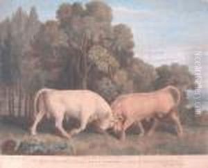 Bulls Fighiting