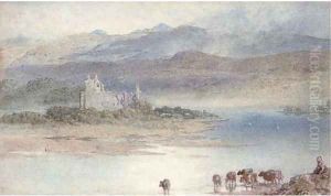Cattle watering on a Scottish loch Cattle watering on a Scottish loch
