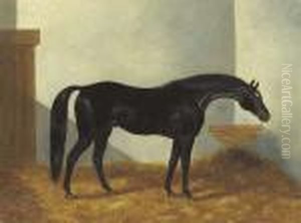 Virgil, A Black Stallion In A Stable - view 1