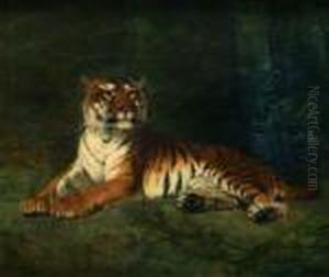 "tigre Allonge"