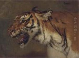Tigre Rugissant