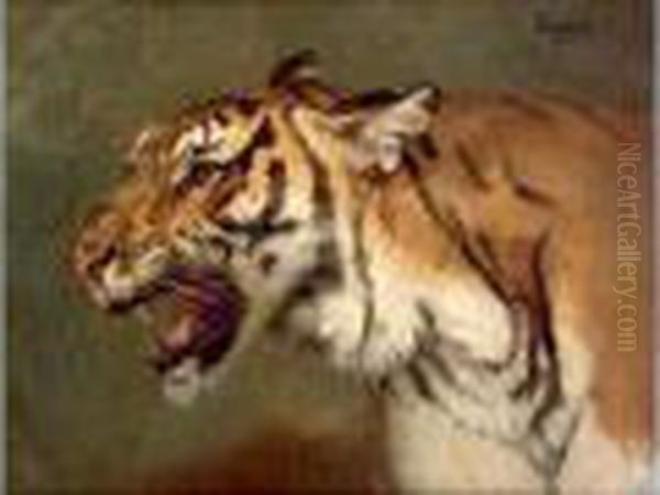 Tigre - view 1