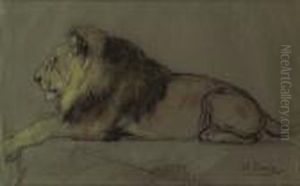 Etude De Lion Couche by Gustave Surand