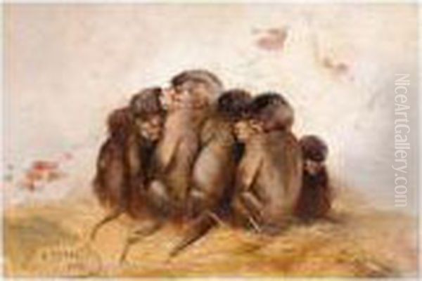 Monkeys - view 1