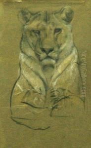 Study Of A Lioness by Cuthbert Edmund Swan