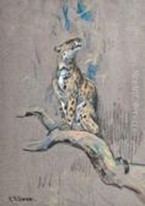 Study Of A Leopard