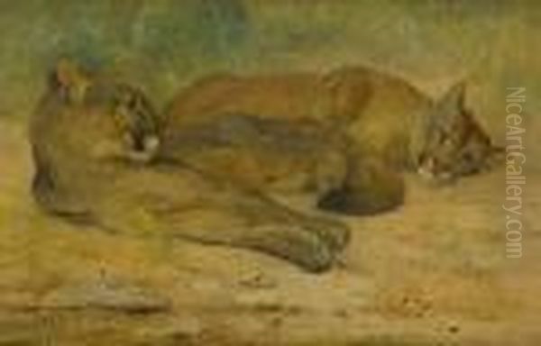 Lion And Lioness At Rest - view 1