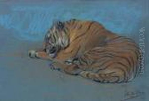 Study Of A Sleeping Tiger - view 1