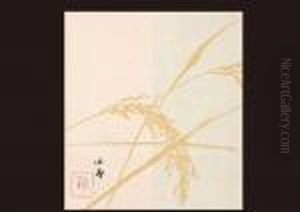 Rice Crop