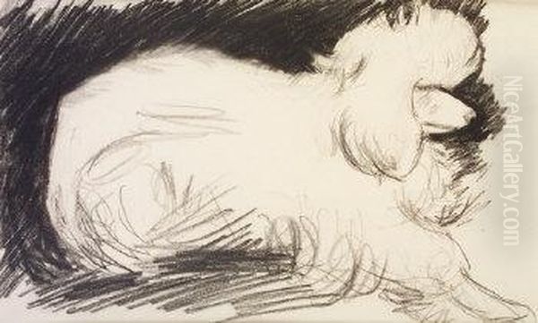 Poodle - view 1