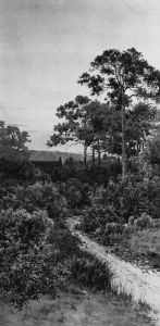 A Cottage In A Wooded Landscape At Sunset by Henri Tebbitt