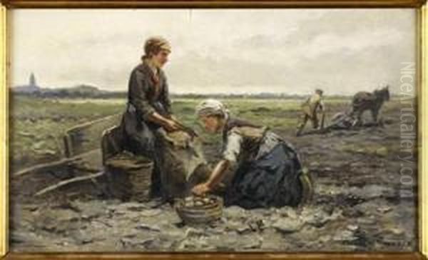 Gathering Potatoes - view 1