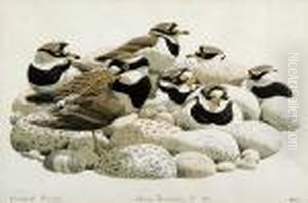 Ringed Plovers - view 1
