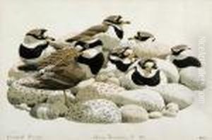 Ringed Plovers