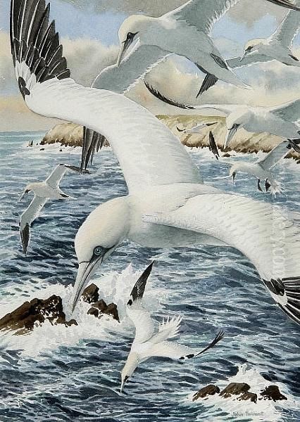 Gannets Fishing - view 1