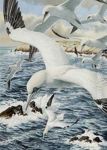 Gannets Fishing by John F Tennant