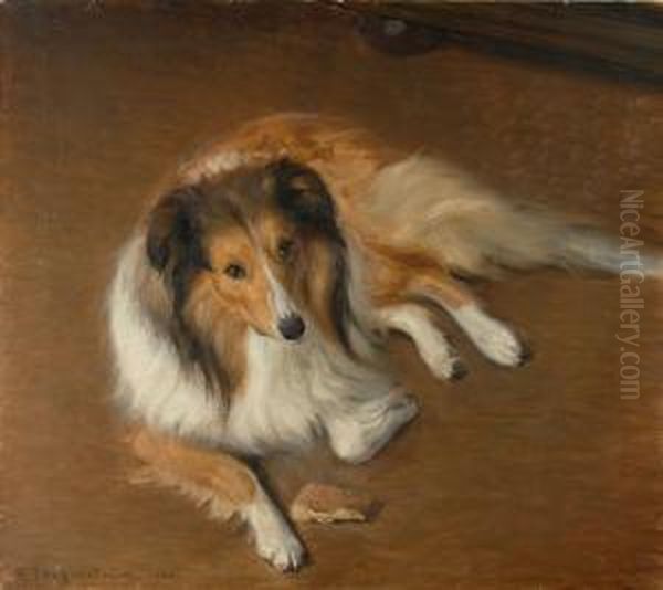 Collie - view 1