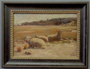 Sheep Lying In An Open Field by Michael Therkildsen