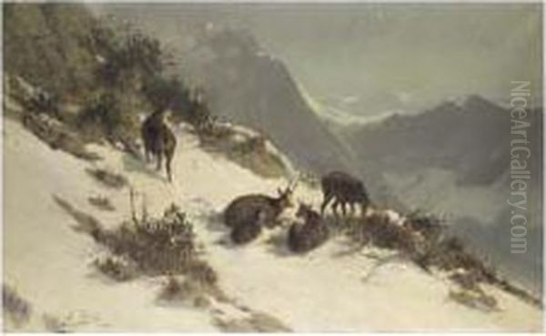 Chamois Grazing In The Snow - view 1
