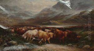 Highland Cattle In A Pass