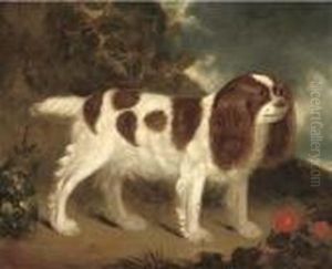 A King Charles Spaniel In A Rocky Landscape