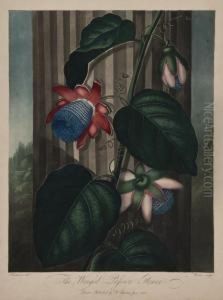The Winged Passion Flower by Robert John, Dr. Thornton