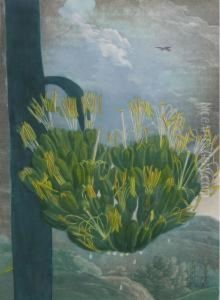 "agave, Or American Aloe" by Robert John, Dr. Thornton