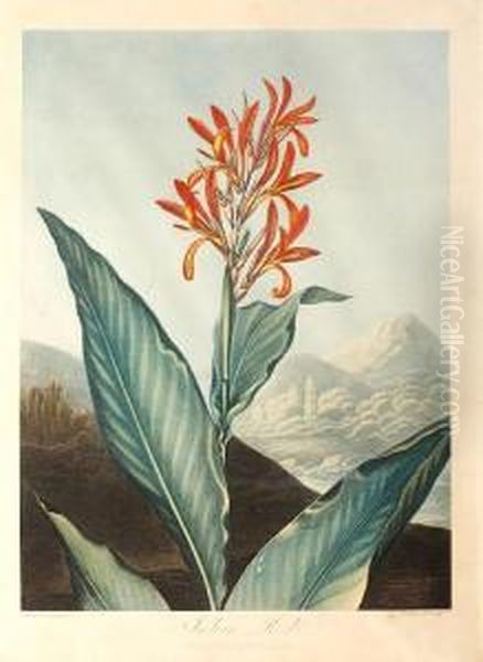 Indian Reed - view 1